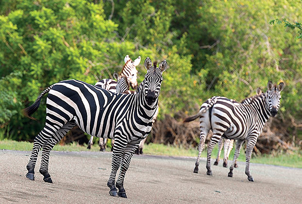 free-roaming zebras at cuixmala