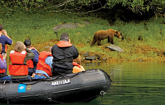 brown bear alaska zodiac lindblad national geographic