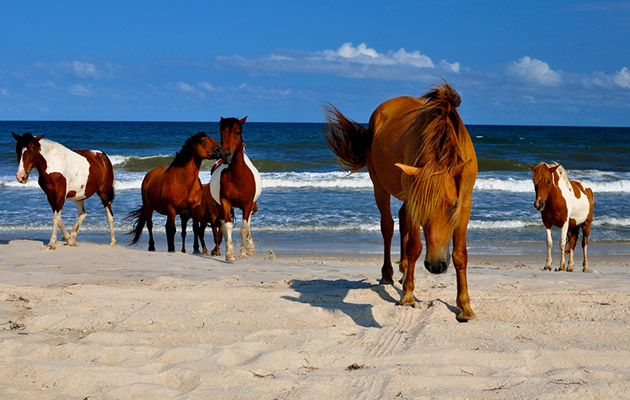 assateague island horses
