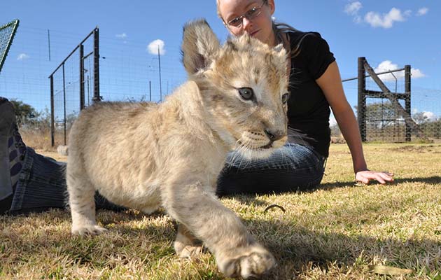 lion cub africa conservation volunteer